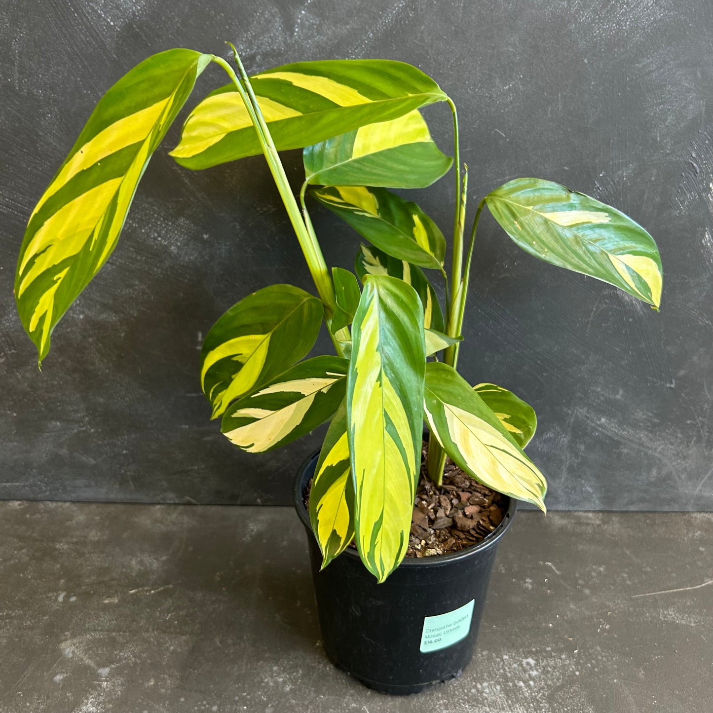 Ctenanthe Golden Mosaic 130mm
