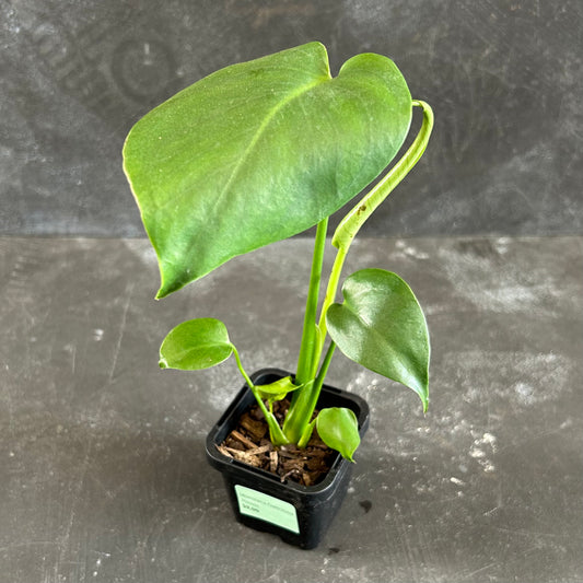 Monstera Deliciosa 70mm