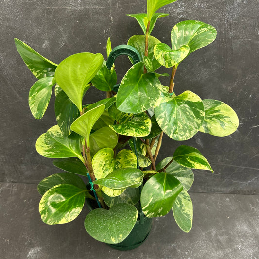 Peperomia Obtusifolia Variegated 170mm