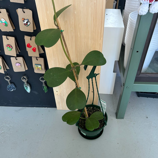 Hoya Kerrii 175mm