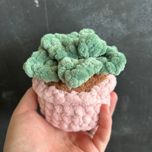 Large Succulent by @thegirlwhoknots
