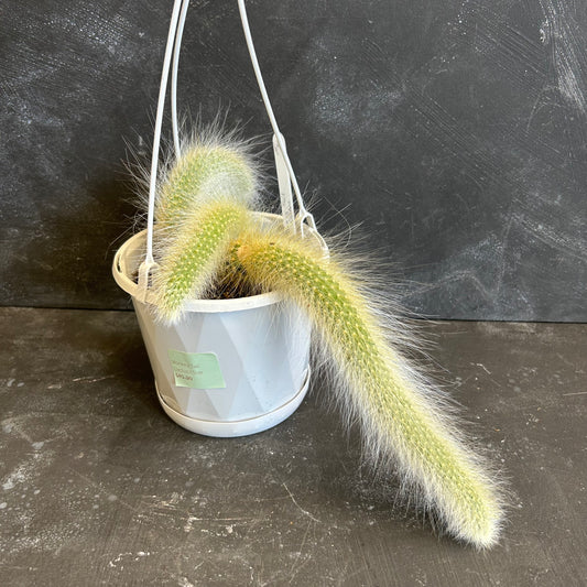 Monkey Tail Cactus 13cm