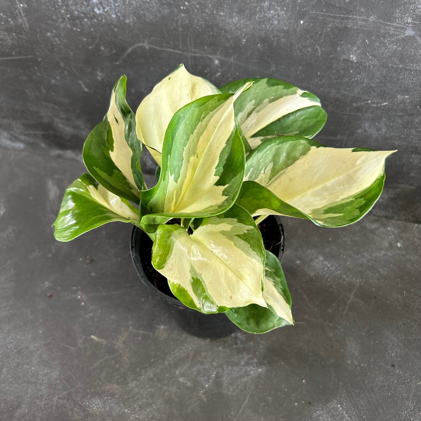 Manjula Pothos 125mm