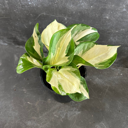 Manjula Pothos 125mm