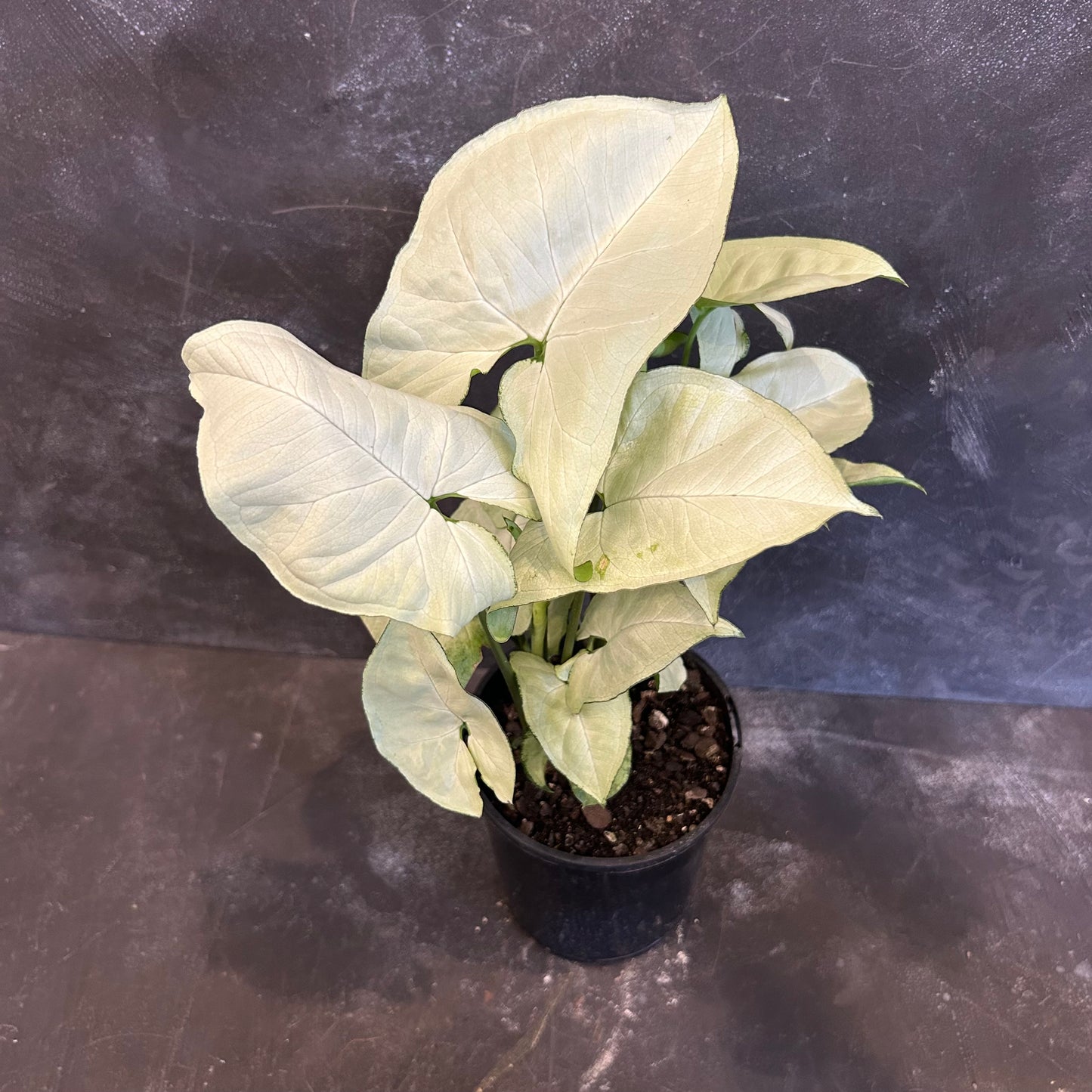 Syngonium Holly 125mm