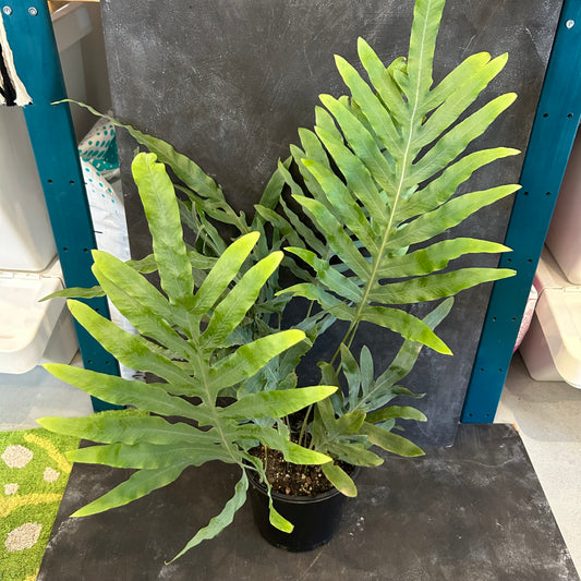 Blue Star Fern 200mm