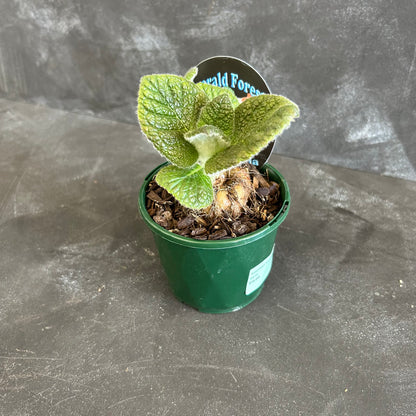 Assorted Sinningia 10cm