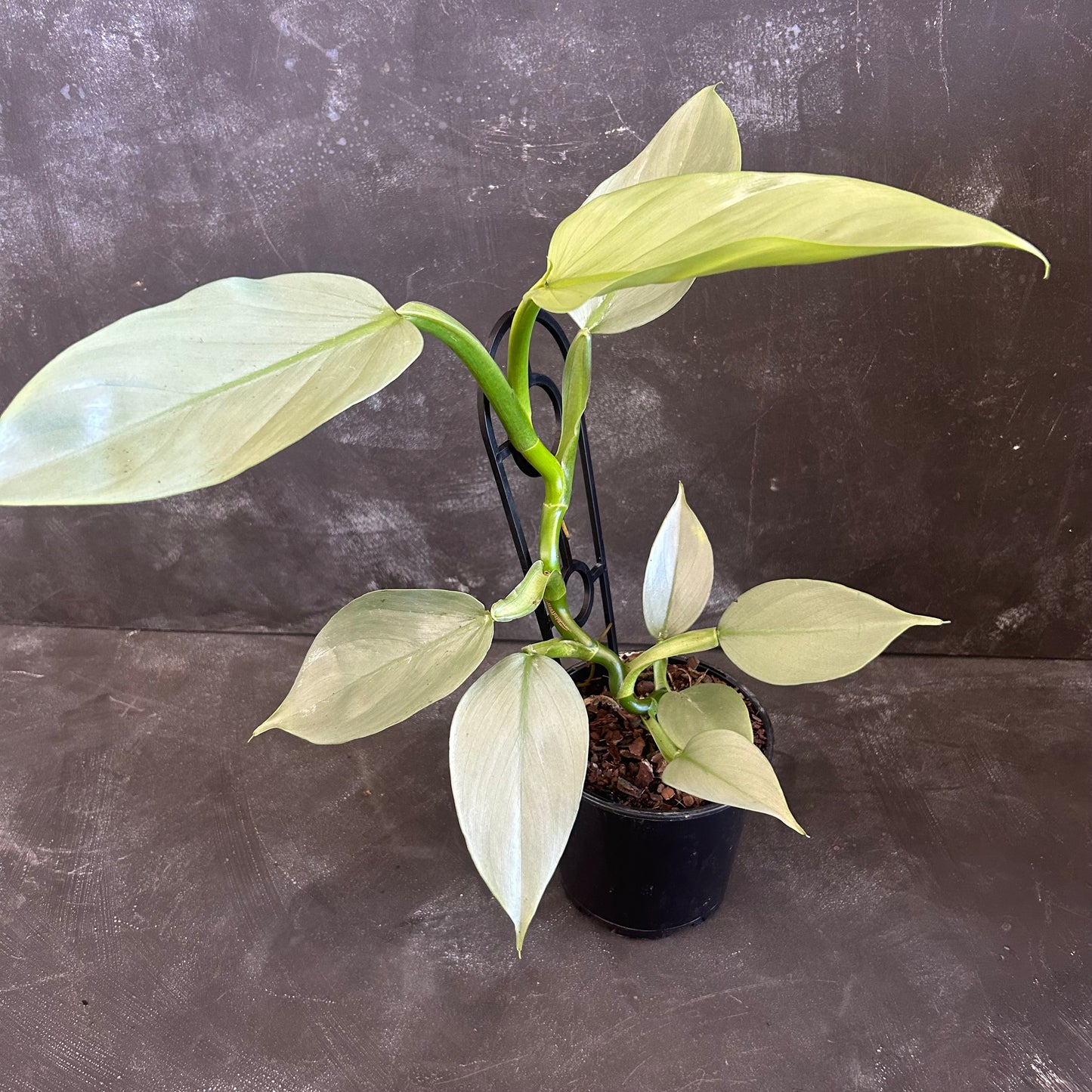 Philodendron Silver Sword 130mm