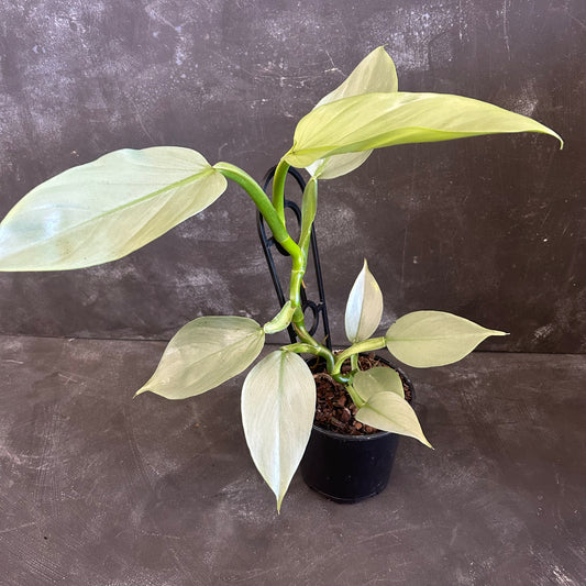 Philodendron Silver Sword 130mm
