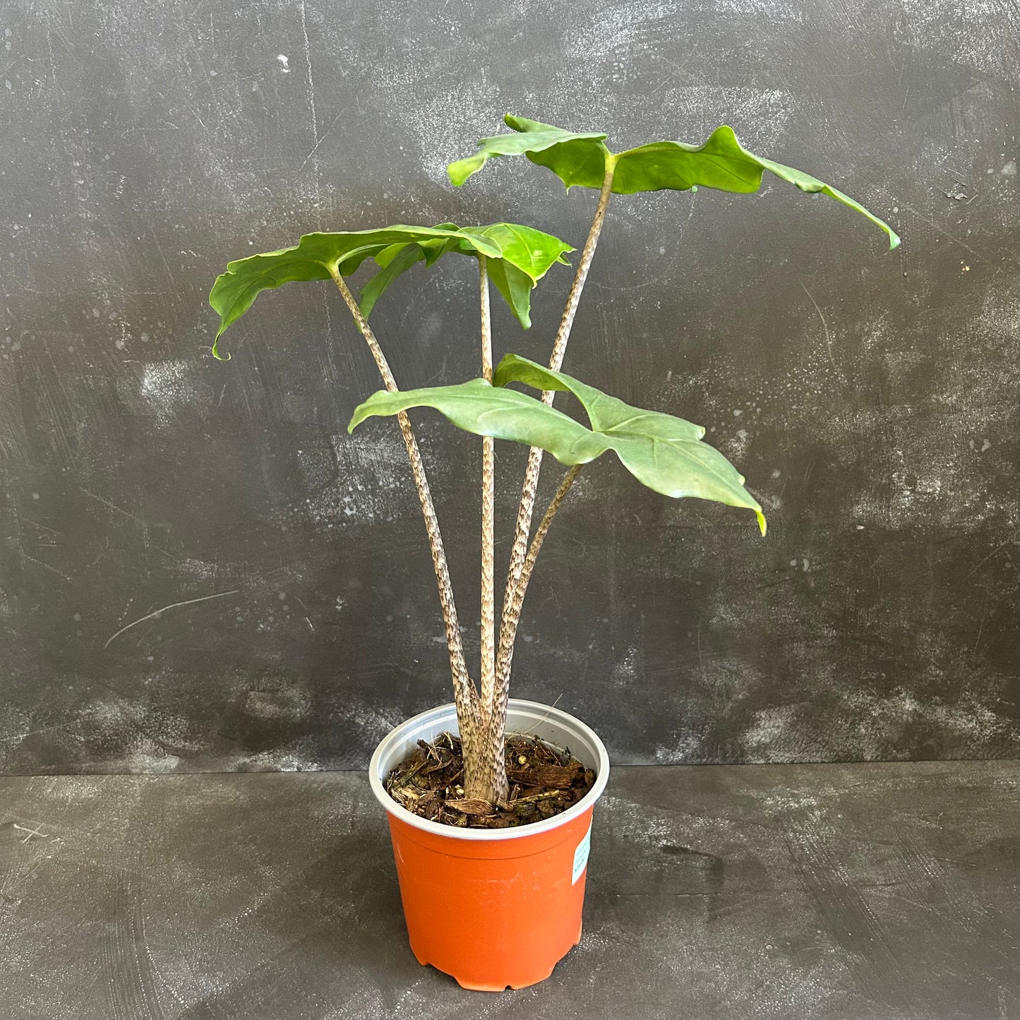Alocasia Nycteris Batwing 130mm