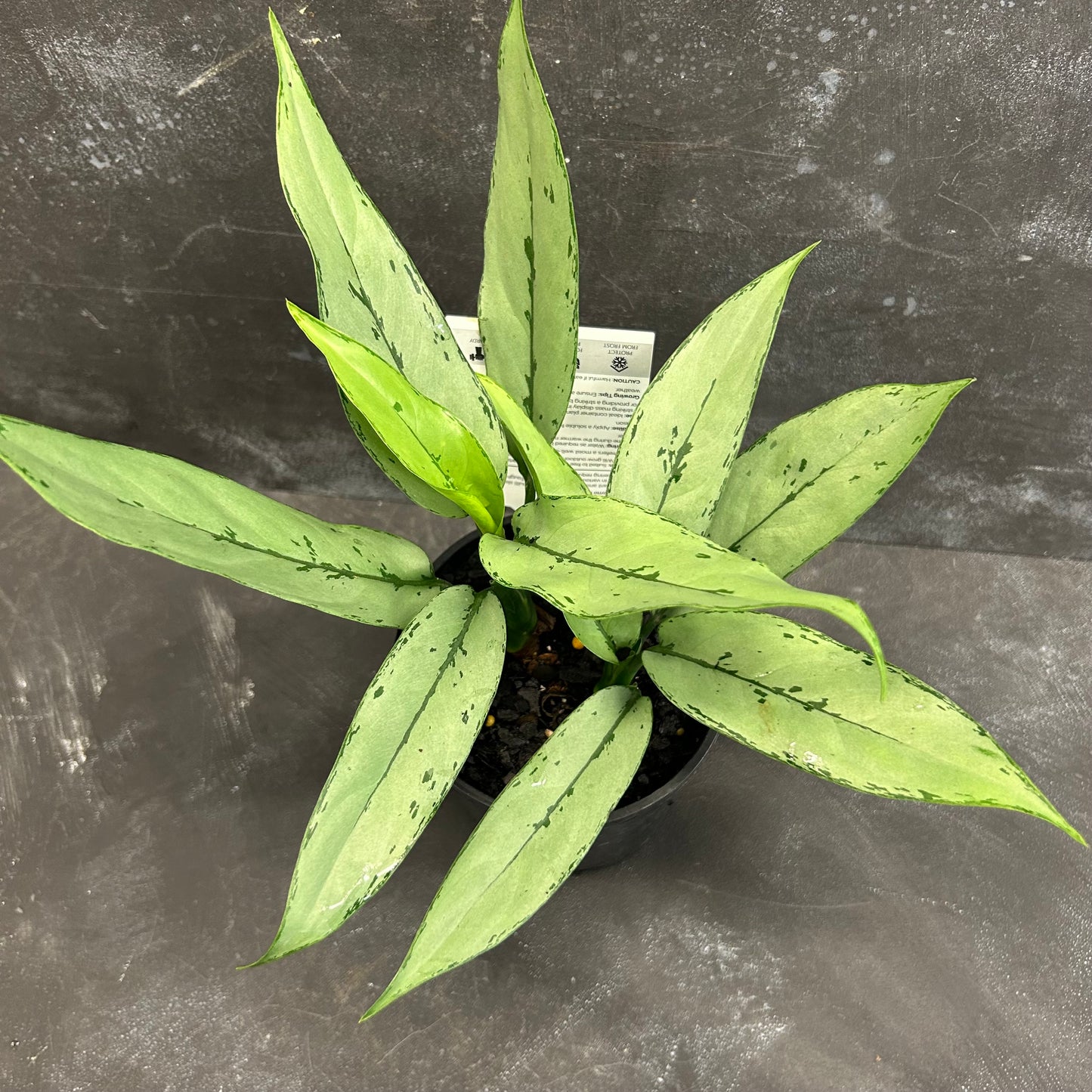 Aglaonema Patricia 125mm