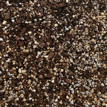 Trusty Terrarium Mix