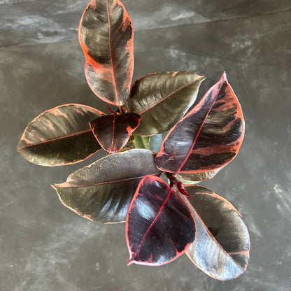Ficus Elastica Ruby 130mm