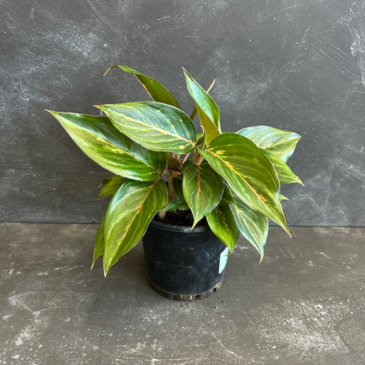 Aglaonema Ammaj Jareon 100mm