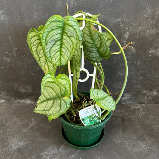 Monstera Siltepecana El Salvador 140mm