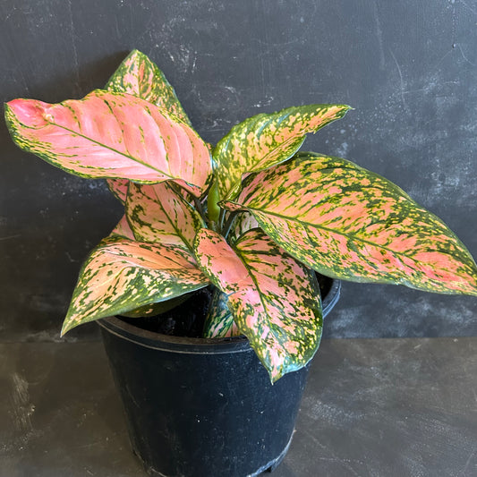 Aglaonema Lady Valentine 200mm