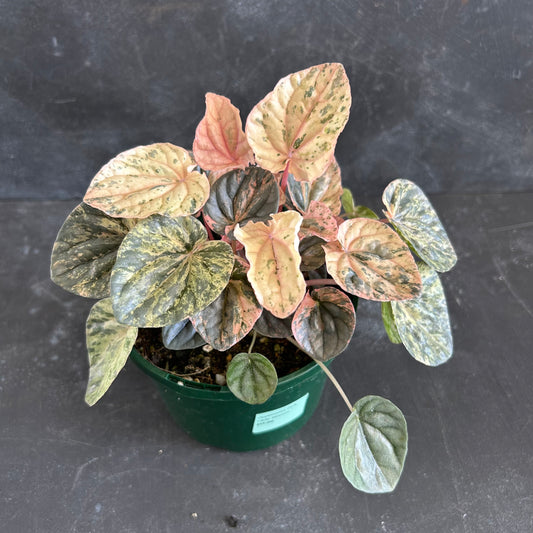 Peperomia Caperata Pink Lady 140mm
