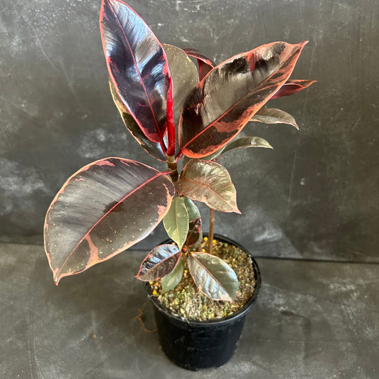 Ficus Elastica Ruby 130mm