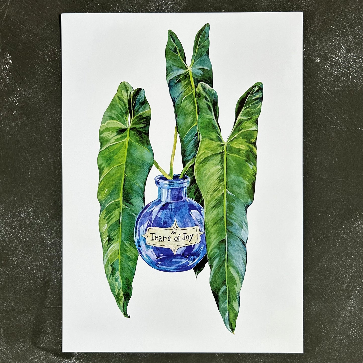 Tears of Joy Philodendron Spiritus Sancti A4 Print
