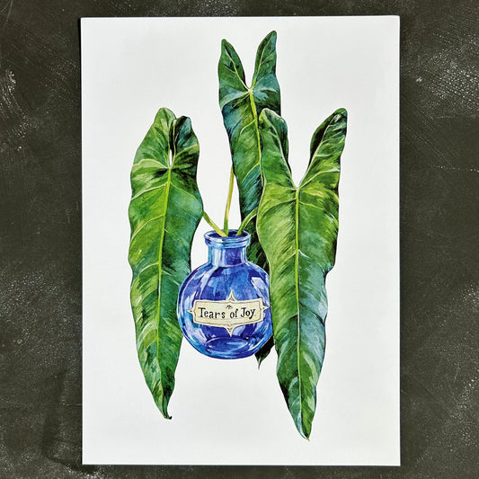 Tears of Joy Philodendron Spiritus Sancti A4 Print