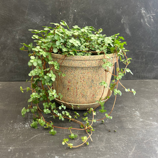 Woljam Sundae Series Pot w/Tray