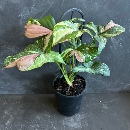 Syngonium Red Spot Tricolour 125mnm