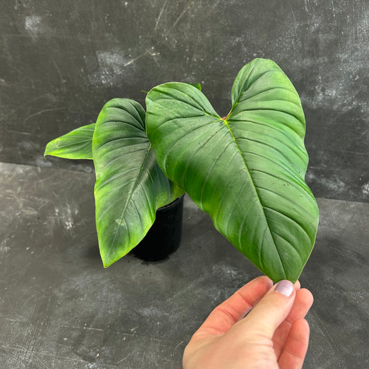 Philodendron Serpens 125mm