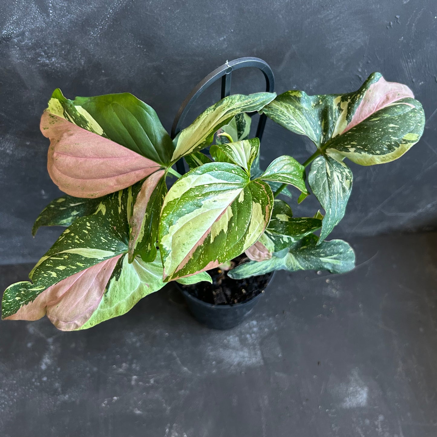 Syngonium Red Spot Tricolour 125mnm