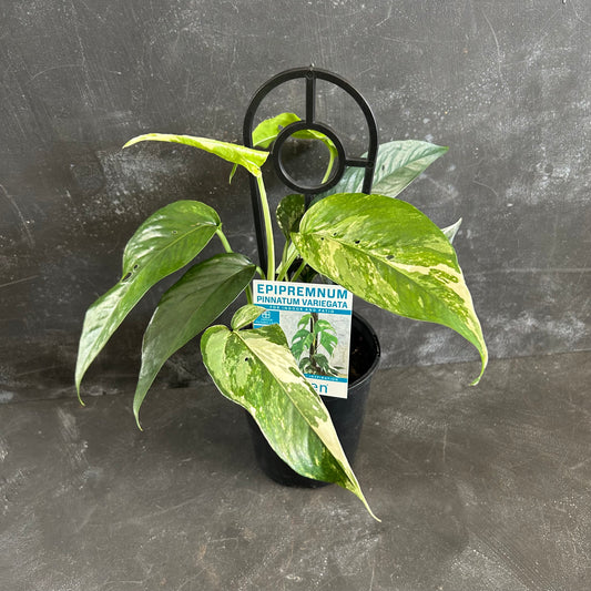 Epipremnum Pinnatum Variegated 125mm