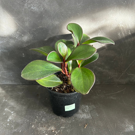 Peperomia Red Edge 130mm