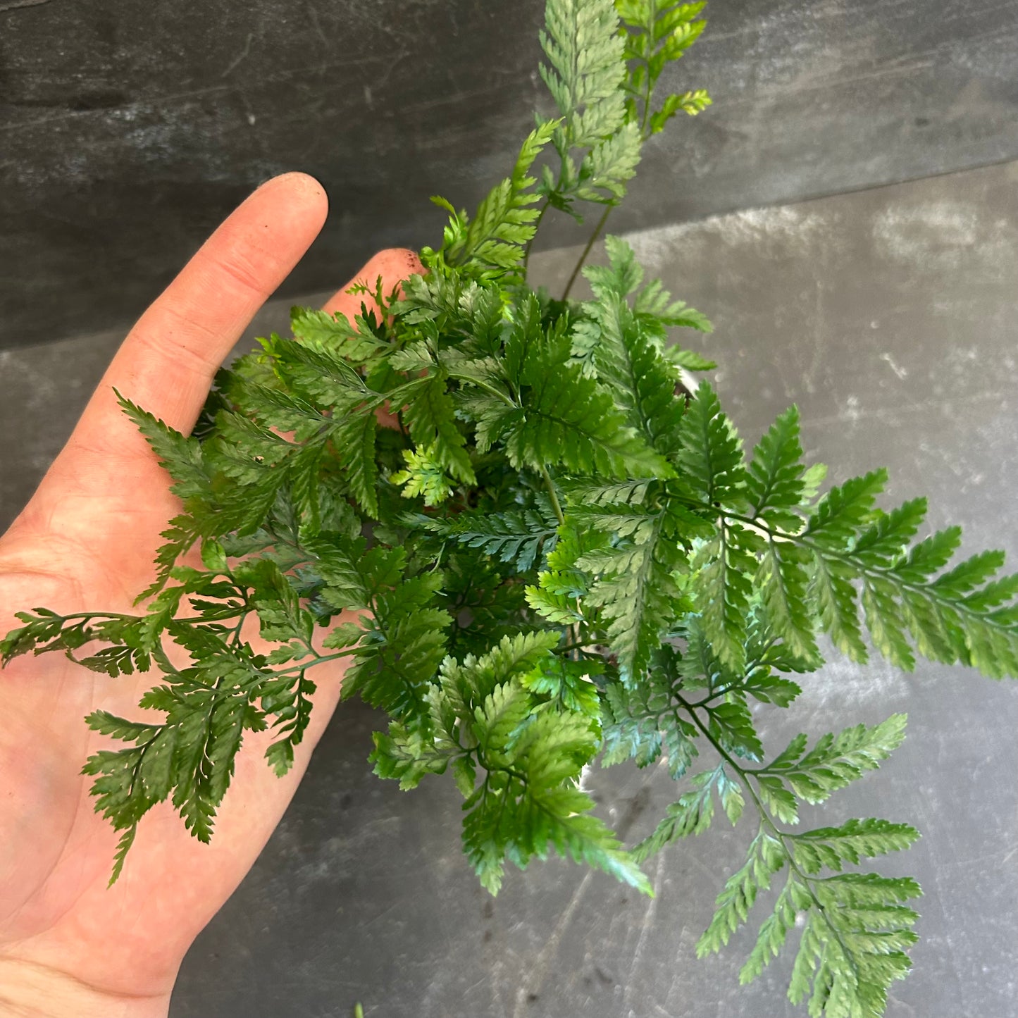 Rabbits Foot Fern 105mm