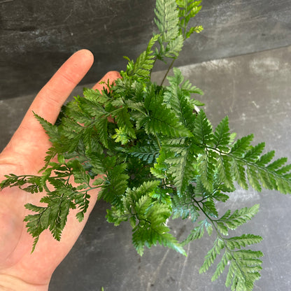 Rabbits Foot Fern 105mm