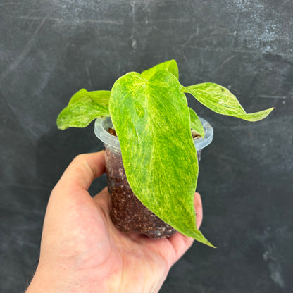 Philodendron Giganteum Blizzard 90mm
