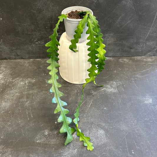 Zig Zag Cactus 105mm