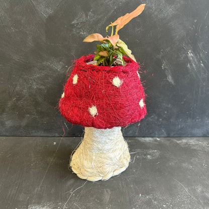 Mushroom Husk Planter 10cm