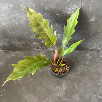 Philodendron Pluto 130mm
