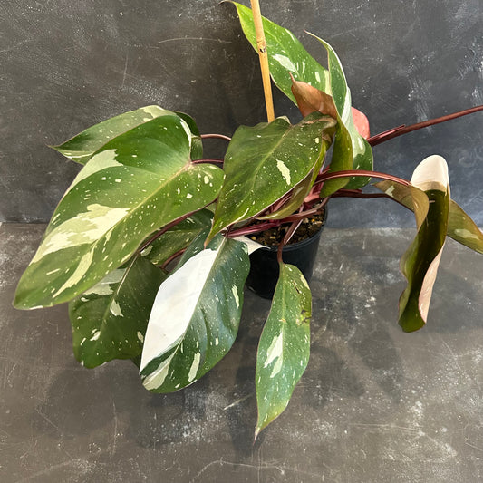 Philodendron Red Anderson 125mm - SECRET SALE!