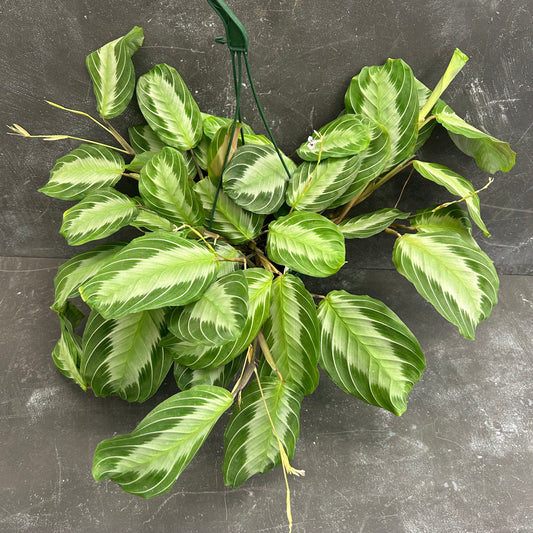 Maranta Silver Band 140mm