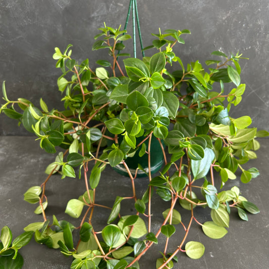 Peperomia Cubensis 190mm