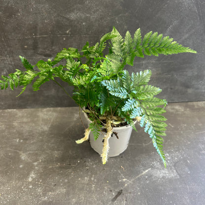 Rabbits Foot Fern 105mm