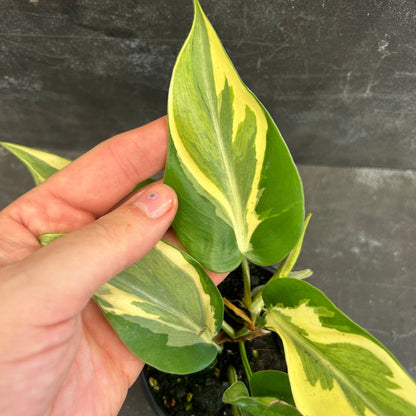 Philodendron Rio 105mm