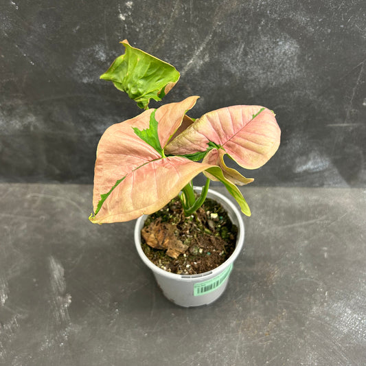 Syngonium Pink Lava 105mm