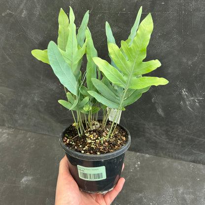 Blue Star Fern 130mm