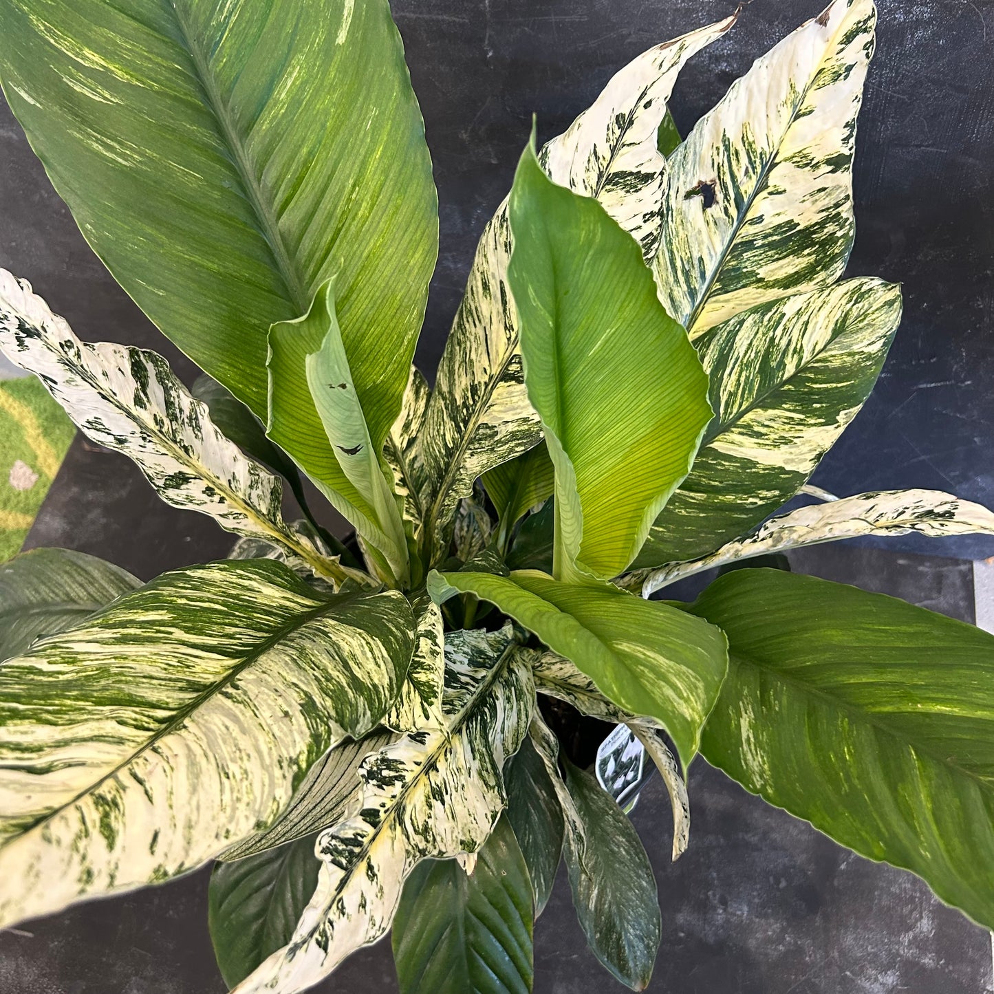 Spathiphyllum Sensation Variegated 250mm