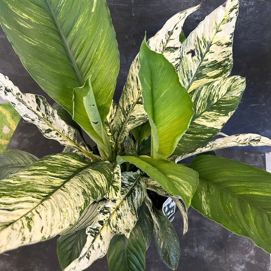 Spathiphyllum Sensation Variegated 250mm