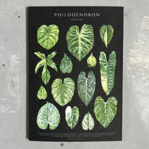 Philodendron Species Card/A6 Mini Poster – Planti Peeps