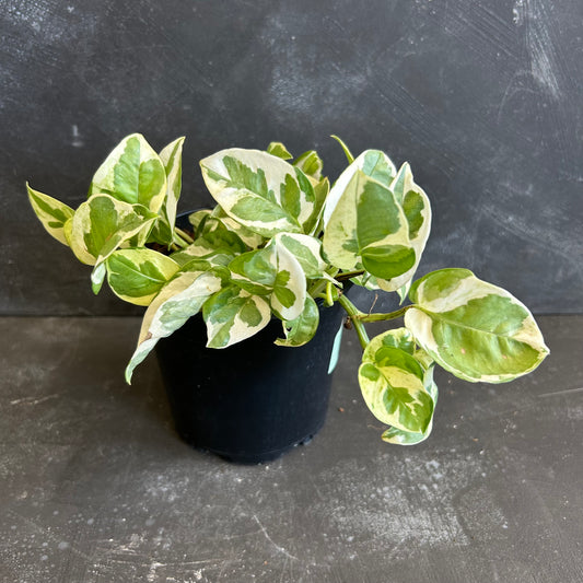 Epipremnum Aureum: Snow Queen Pothos 130mm