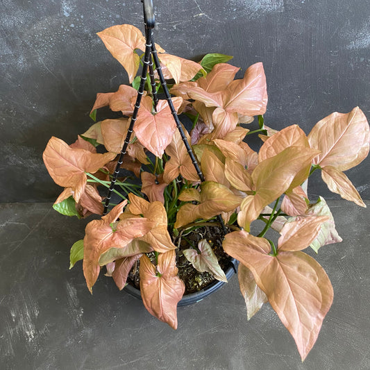 Syngonium Neon Hanger 200mm
