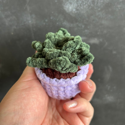 Small Succulent by @thegirlwhoknots