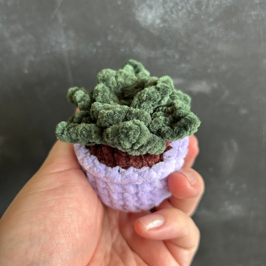 Small Succulent by @thegirlwhoknots